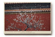 Paul Sinus Wandbild 120x80cm Kirschblueten vor Tempel asiatische Architektur Fruehlingsmotiv ruhige Naturfotografie stilvolle Wanddekoration fuer Wohnzimmer Büro