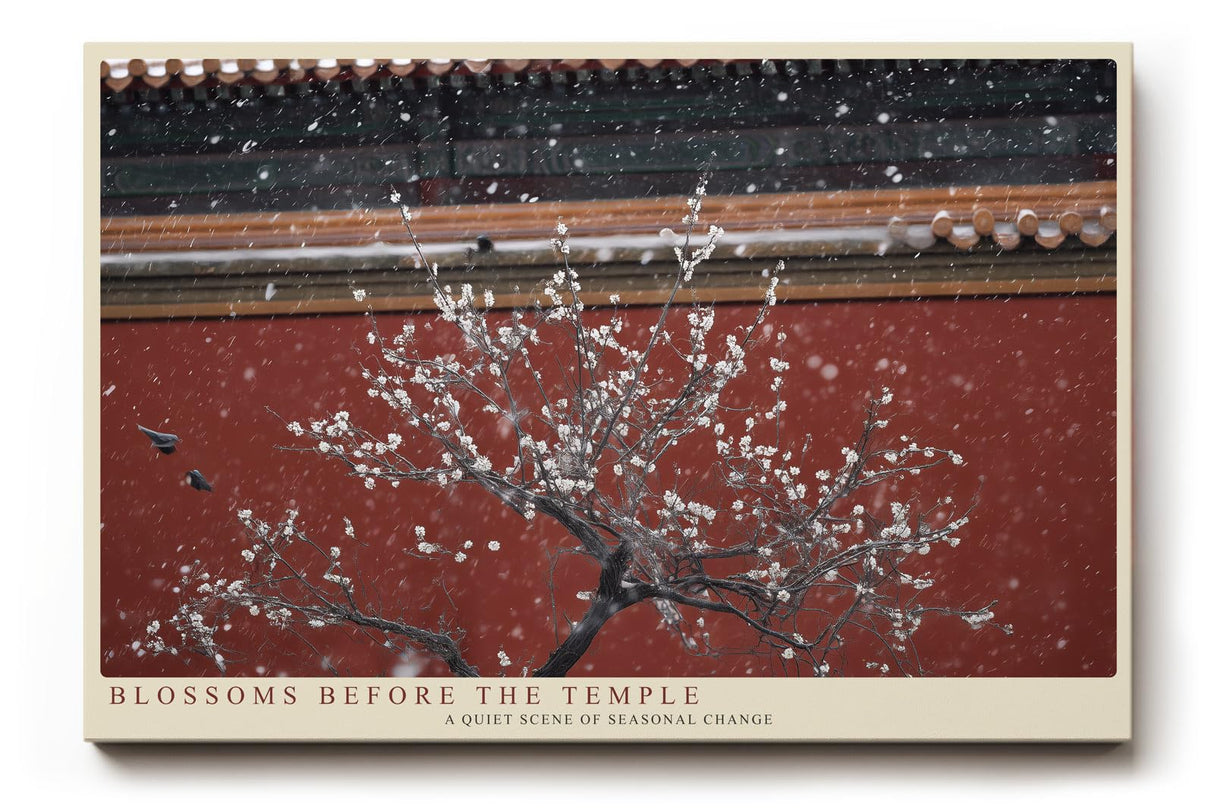 Paul Sinus Wandbild 120x80cm Kirschblueten vor Tempel asiatische Architektur Fruehlingsmotiv ruhige Naturfotografie stilvolle Wanddekoration fuer Wohnzimmer Büro