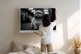 Paul Sinus Wandbild 120x80cm kleiner Hund Schwarz Weiss Fotografie niedliches Tierportrait modernes Hunde Kunstbild für Wohnzimmer Flur Büro