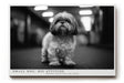 Paul Sinus Wandbild 120x80cm kleiner Hund Schwarz Weiss Fotografie niedliches Tierportrait modernes Hunde Kunstbild für Wohnzimmer Flur Büro