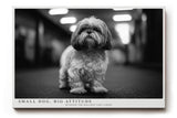 Paul Sinus Wandbild 120x80cm kleiner Hund Schwarz Weiss Fotografie niedliches Tierportrait modernes Hunde Kunstbild für Wohnzimmer Flur Büro