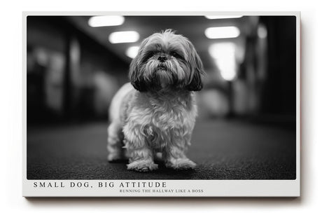 Paul Sinus Wandbild 120x80cm kleiner Hund Schwarz Weiss Fotografie niedliches Tierportrait modernes Hunde Kunstbild für Wohnzimmer Flur Büro