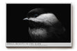 Paul Sinus Wandbild 120x80cm kleiner Vogel im Dunkel Fotokunst schwarz weiss minimalistische Natur Tierportrait elegantes Kunstbild moderne