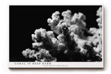 Paul Sinus Wandbild 120x80cm Koralle schwarz weiß Fotokunst Meeresmotiv minimalistische Unterwasser Natur Kunst modernes Wandbild 120x80cm stilvolle