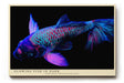 Paul Sinus Wandbild 120x80cm leuchtender Koi Fisch moderne Neon Illustration buntes Unterwasser Kunstposter stilvolle Wanddekoration fuer Wohnzimmer Büro Schlafzimmer