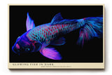 Paul Sinus Wandbild 120x80cm leuchtender Koi Fisch moderne Neon Illustration buntes Unterwasser Kunstposter stilvolle Wanddekoration fuer Wohnzimmer Büro Schlafzimmer
