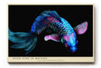 Paul Sinus Wandbild 120x80cm leuchtender Koi Fisch Neon Illustration buntes Unterwasser Kunstposter moderne Tierkunst in blau pink auf schwarzem Hintergrund fuer Wohnzimmer Büro Schlafzimmer