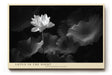 Paul Sinus Wandbild Lotus in the Night – Zeitlose Eleganz einer blühenden Lotusblume im Dunkeln, Symbol für Reinheit, Ruhe und Erleuchtung