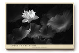 Paul Sinus Wandbild Lotus in the Night – Zeitlose Eleganz einer blühenden Lotusblume im Dunkeln, Symbol für Reinheit, Ruhe und Erleuchtung