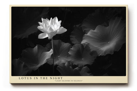 Paul Sinus Wandbild Lotus in the Night – Zeitlose Eleganz einer blühenden Lotusblume im Dunkeln, Symbol für Reinheit, Ruhe und Erleuchtung