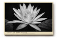 Paul Sinus Wandbild 120x80cm Lotusblüte schwarz weiß Fotokunst minimalistische Blume elegantes Naturmotiv stilvolle Wanddekoration für Wohnzimmer Schlafzimmer Spa Büro