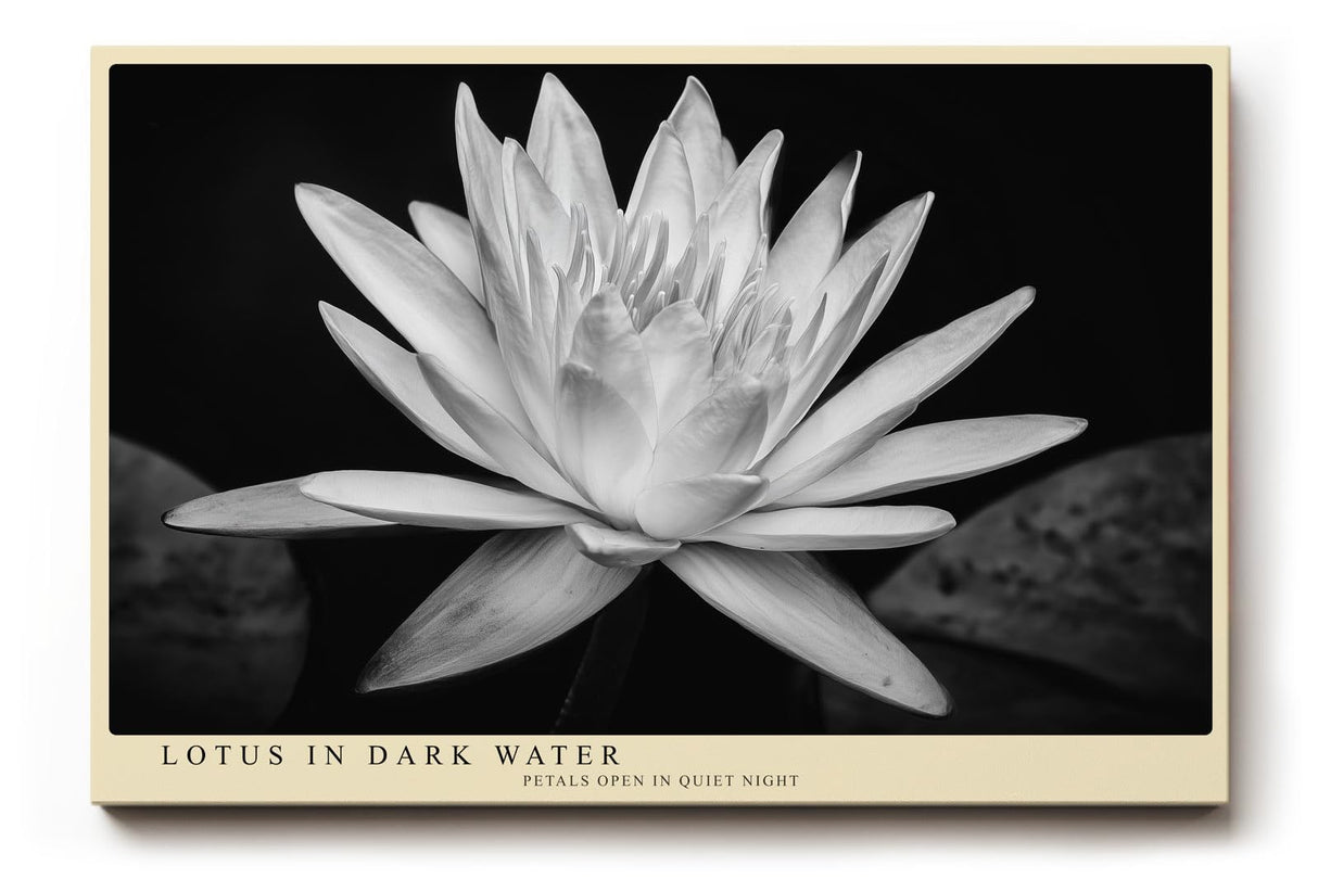 Paul Sinus Wandbild 120x80cm Lotusblüte schwarz weiß Fotokunst minimalistische Blume elegantes Naturmotiv stilvolle Wanddekoration für Wohnzimmer Schlafzimmer Spa Büro