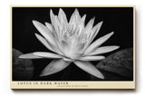 Paul Sinus Wandbild 120x80cm Lotusblüte schwarz weiß Fotokunst minimalistische Blume elegantes Naturmotiv stilvolle Wanddekoration für Wohnzimmer Schlafzimmer Spa Büro