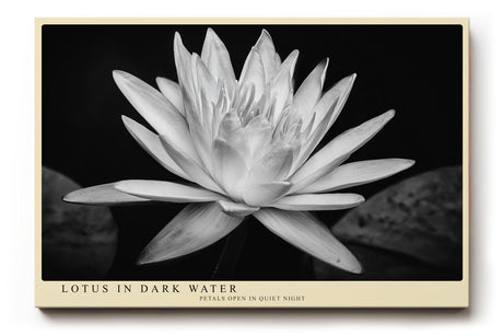 Paul Sinus Wandbild 120x80cm Lotusblüte schwarz weiß Fotokunst minimalistische Blume elegantes Naturmotiv stilvolle Wanddekoration für Wohnzimmer Schlafzimmer Spa Büro
