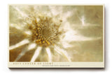 Paul Sinus Wandbild 120x80cm Makro Bluete abstrakt beige gold moderne Naturkunst Kunstdruck grosses Kunstbild elegante Wanddekoration fuer Wohnzimmer Büro