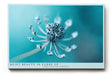 Paul Sinus Wandbild 120x80cm Makrofotografie Pflanze türkis minimalistische Naturfotografie ruhige Farben botanisches Kunstbild moderne