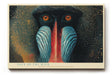 Paul Sinus Wandbild 120x80cm Mandrill Affe Tierportrait moderne Wildtier Kunst blau rot Naturfarben exotische Wanddekoration fuer Wohnzimmer Büro
