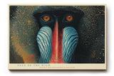 Paul Sinus Wandbild 120x80cm Mandrill Affe Tierportrait moderne Wildtier Kunst blau rot Naturfarben exotische Wanddekoration fuer Wohnzimmer Büro