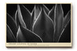 Paul Sinus Wandbild 120x80cm minimalistische Pflanzen Fotokunst Schwarz Weiss Agave Blaetter moderne Naturfotografie elegantes Kunstposter fuer Wohnzimmer Schlafzimmer Büro