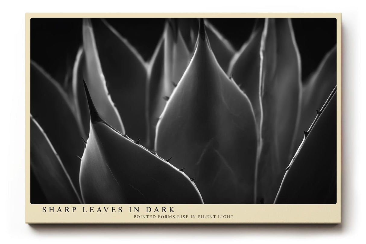Paul Sinus Wandbild 120x80cm minimalistische Pflanzen Fotokunst Schwarz Weiss Agave Blaetter moderne Naturfotografie elegantes Kunstposter fuer Wohnzimmer Schlafzimmer Büro