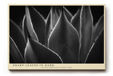 Paul Sinus Wandbild 120x80cm minimalistische Pflanzen Fotokunst Schwarz Weiss Agave Blaetter moderne Naturfotografie elegantes Kunstposter fuer Wohnzimmer Schlafzimmer Büro
