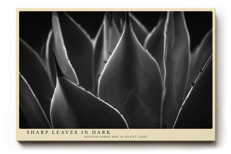 Paul Sinus Wandbild 120x80cm minimalistische Pflanzen Fotokunst Schwarz Weiss Agave Blaetter moderne Naturfotografie elegantes Kunstposter fuer Wohnzimmer Schlafzimmer Büro