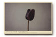 Paul Sinus Wandbild 120x80cm minimalistische Tulpe dunkle Blume auf hellem Hintergrund moderne Fotokunst ruhige Natur Wanddekoration fuer Wohnzimmer Büro