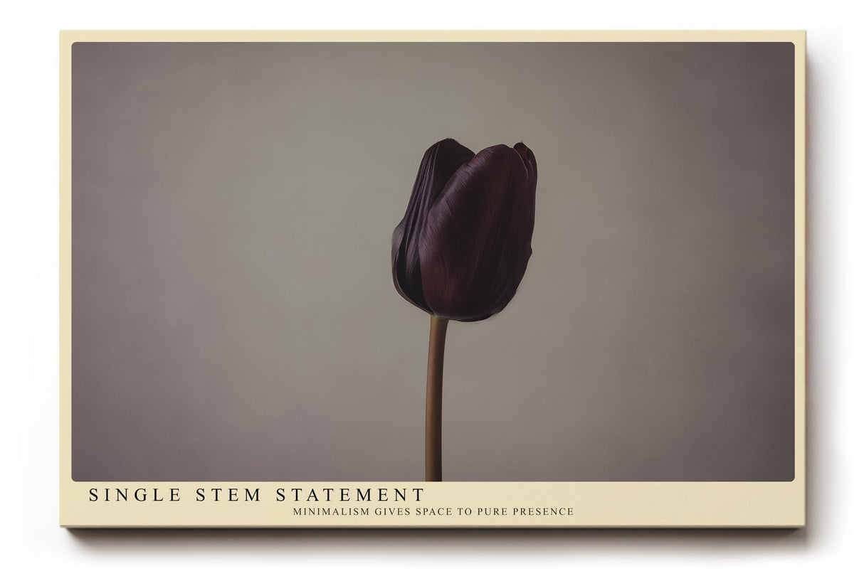 Paul Sinus Wandbild 120x80cm minimalistische Tulpe dunkle Blume auf hellem Hintergrund moderne Fotokunst ruhige Natur Wanddekoration fuer Wohnzimmer Büro