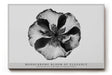 Paul Sinus Wandbild Monochrome Bloom of Elegance – Minimalistische Blütendarstellung in Schwarzweiß – Zeitloses Wandbild mit klarer Form und ruhiger Ästhetik.