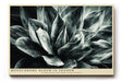 Paul Sinus Wandbild 120x80cm Monochrome Blume botanische Kunst Schwarz Weiss moderne Pflanzen Wanddekoration Wohnzimmer Schlafzimmer