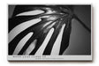Paul Sinus Wandbild 120x80cm Monstera Blatt schwarz weiß Makro Pflanzenstruktur minimalistische Naturfotografie moderne botanische
