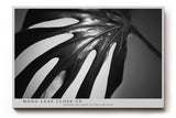 Paul Sinus Wandbild 120x80cm Monstera Blatt schwarz weiß Makro Pflanzenstruktur minimalistische Naturfotografie moderne botanische