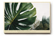 Paul Sinus Wandbild 120x80cm Monstera in Morning Light Tropische Pflanzen Kunst mit Monstera Blatt Moderne Natur Wanddekoration