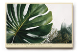 Paul Sinus Wandbild 120x80cm Monstera in Morning Light Tropische Pflanzen Kunst mit Monstera Blatt Moderne Natur Wanddekoration