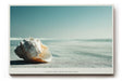 Paul Sinus Wandbild 120x80cm Muschel Strand minimalistische Naturfotografie ruhiges Meeresmotiv stilvolle Wanddekoration fuer Wohnzimmer Büro