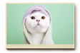Paul Sinus Wandbild 120x80cm Niedliche weisse Katze mit Handtuch Kapuze charmantes Tierportraet