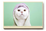 Paul Sinus Wandbild 120x80cm Niedliche weisse Katze mit Handtuch Kapuze charmantes Tierportraet