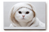 Paul Sinus Wandbild 120x80cm Niedliche weisse Katze mit Kapuze modernes Tierportraet