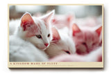 Paul Sinus Wandbild 120x80cm Niedliche weisse Katzen im weichen Licht liebevolles Tiermotiv