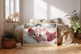 Paul Sinus Wandbild 120x80cm Niedliche weisse Katzen im weichen Licht liebevolles Tiermotiv