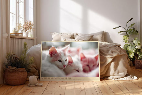 Paul Sinus Wandbild 120x80cm Niedliche weisse Katzen im weichen Licht liebevolles Tiermotiv