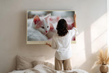Paul Sinus Wandbild 120x80cm Niedliche weisse Katzen im weichen Licht liebevolles Tiermotiv