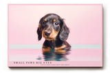 Paul Sinus Wandbild 120x80cm niedlicher Dackel Welpe Portrait moderne Tierfotografie rosa Hintergrund Kunstdruck stilvolle Wanddekoration fuer Wohnzimmer Kinderzimmer Büro