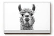 Paul Sinus Wandbild No Drama Llama humorvolles Tiermotiv mit Lama in Schwarzweiß für moderne Wohnräume mit Witz und Stil
