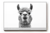 Paul Sinus Wandbild No Drama Llama humorvolles Tiermotiv mit Lama in Schwarzweiß für moderne Wohnräume mit Witz und Stil