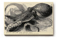Paul Sinus Wandbild 120x80cm Oktopus Illustration Meereskunst Schwarz Weiss Vintage Naturstudie