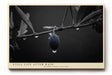 Paul Sinus Wandbild 120x80cm Olive Zweig Stillleben Schwarz Weiss Naturfotografie elegantes Kunstposter minimalistische Wanddekoration fuer Wohnzimmer Kueche Esszimmer Büro