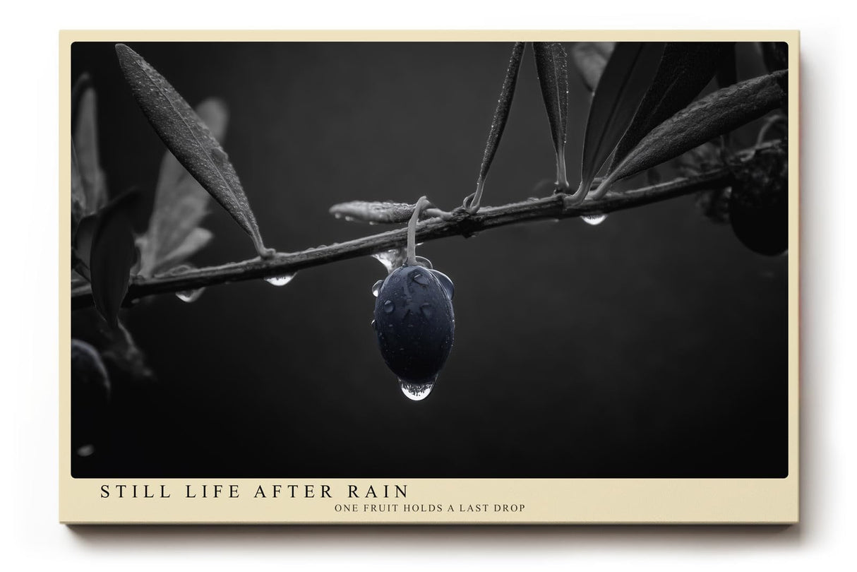Paul Sinus Wandbild 120x80cm Olive Zweig Stillleben Schwarz Weiss Naturfotografie elegantes Kunstposter minimalistische Wanddekoration fuer Wohnzimmer Kueche Esszimmer Büro