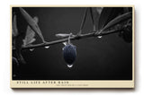 Paul Sinus Wandbild 120x80cm Olive Zweig Stillleben Schwarz Weiss Naturfotografie elegantes Kunstposter minimalistische Wanddekoration fuer Wohnzimmer Kueche Esszimmer Büro