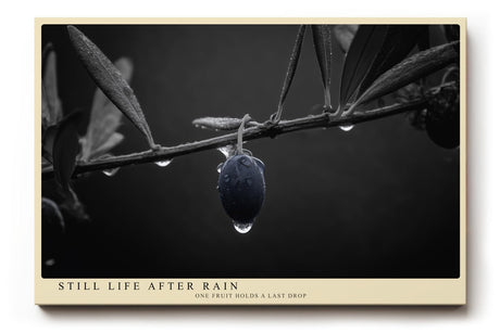 Paul Sinus Wandbild 120x80cm Olive Zweig Stillleben Schwarz Weiss Naturfotografie elegantes Kunstposter minimalistische Wanddekoration fuer Wohnzimmer Kueche Esszimmer Büro